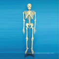 High Quality Medical Teaching Human Skeleton Model (R020102)